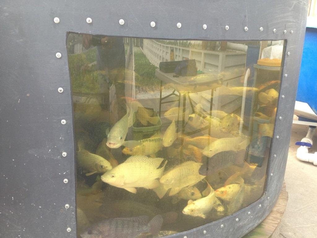 Aquaponics Talapia 水箱系统，带过滤功能，由 MDM 泵提供动力