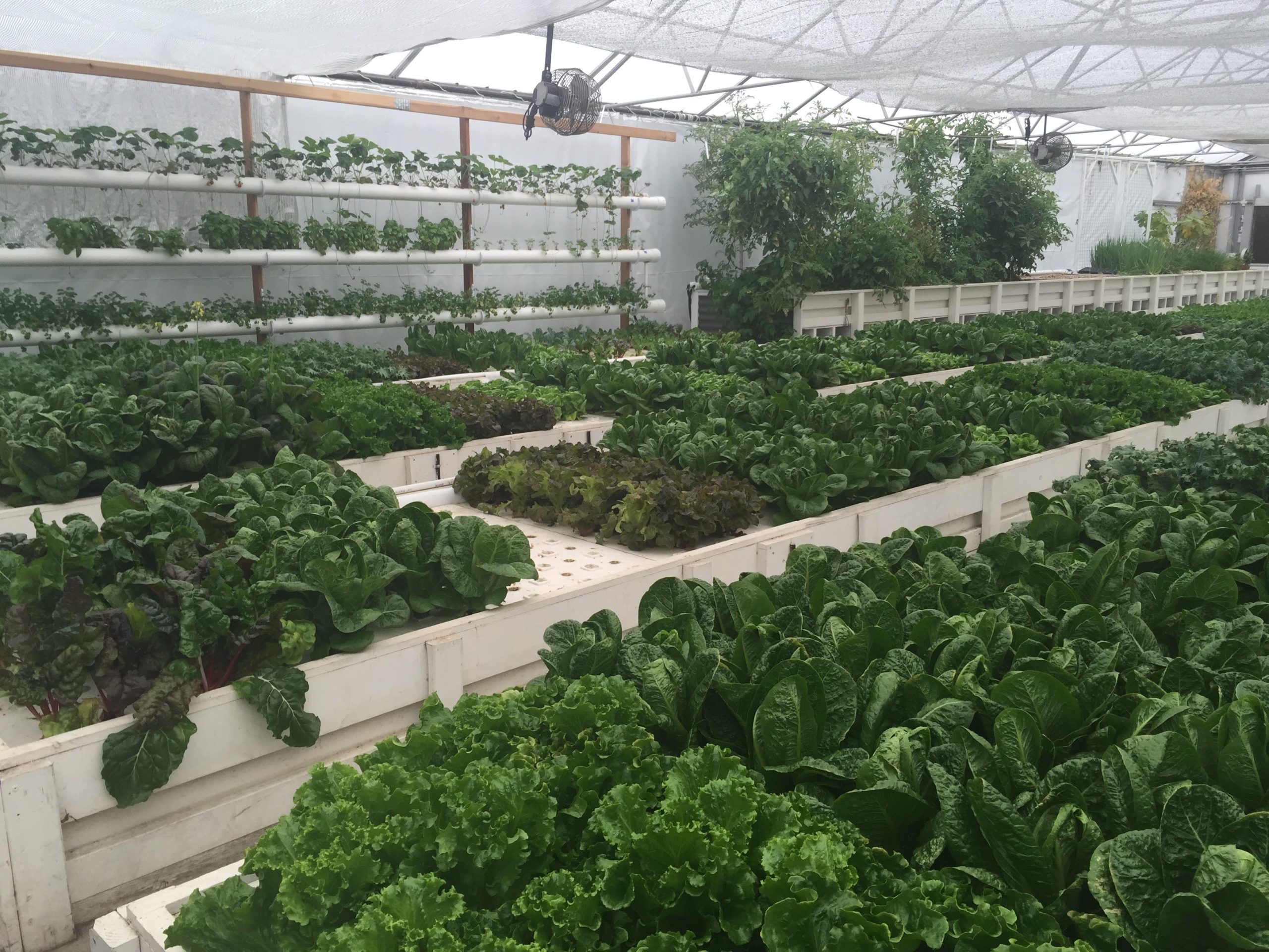 Flourish Farms 鱼菜共生系统全作物