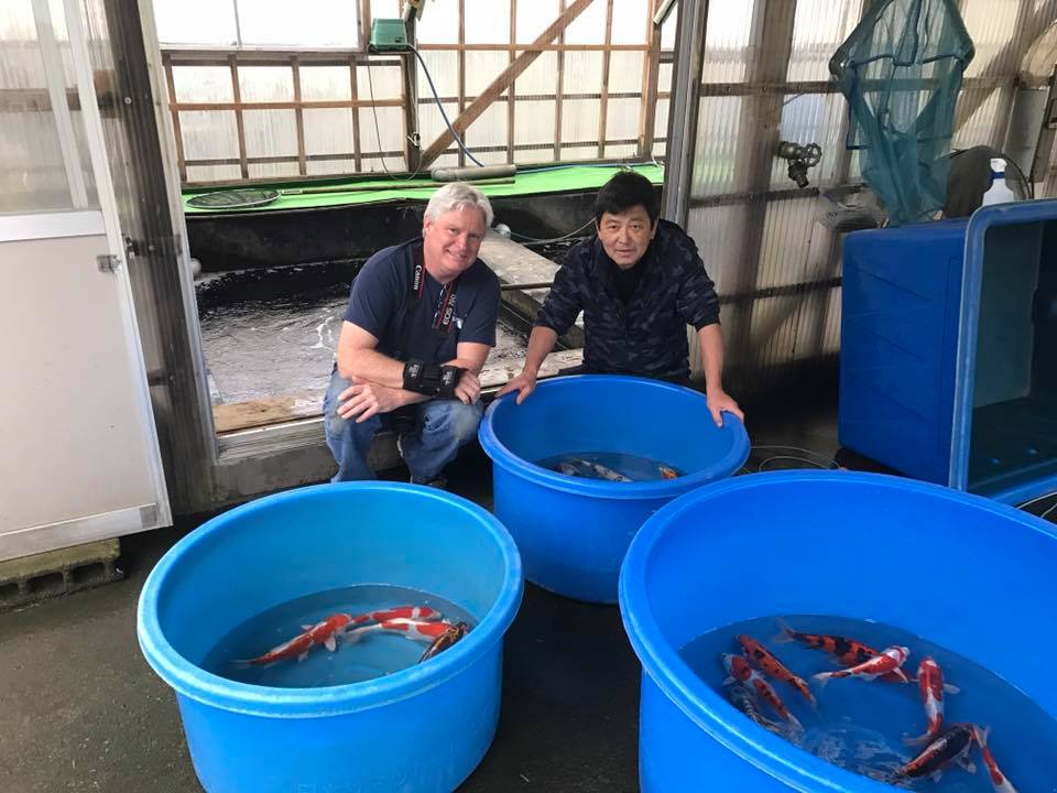 拉古纳锦鲤鱼和系统解决方案
