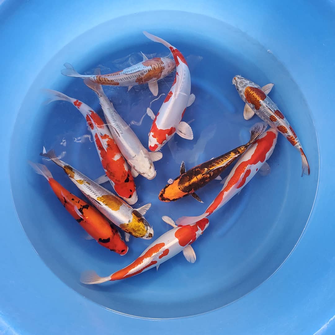 罐中的拉古纳锦鲤鱼