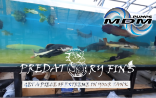 MDM - 掠食性鳍水族馆康复